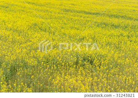 Rapeseed field of one side 31243821