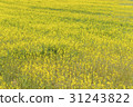 Rapeseed field of one side 31243822
