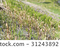 Tsukushi growing in the field 31243892