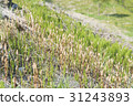 Tsukushi growing in the field 31243893