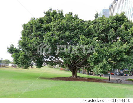 一棵大樹在公園裡 31244408