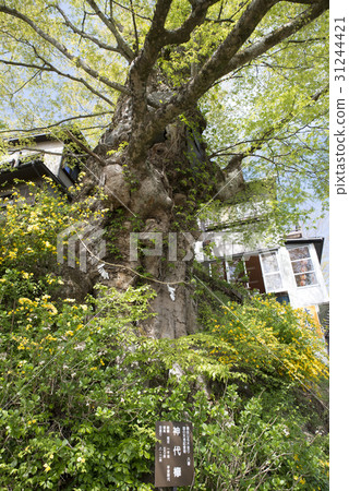 Mitake noodoshi 31244421