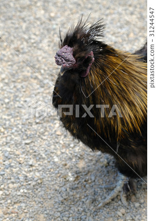 Crow bird chicken 31244547