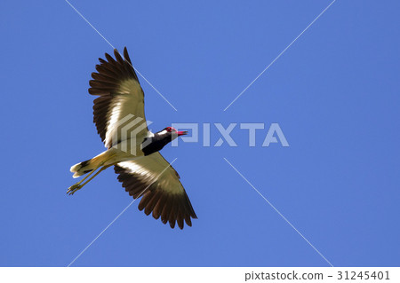 Image of bird flying in the sky. Wild Animals. Image of bird flying in the sky. Wild Animals. 31245401