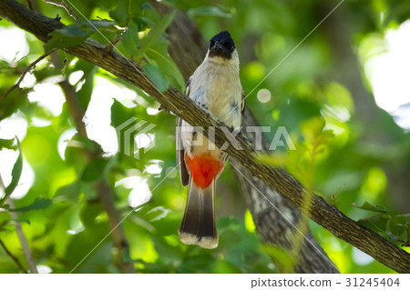 Image of bird on a branch on nature background. Image of bird on a branch on nature background. 31245404