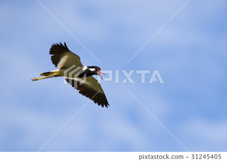 Image of bird flying in the sky. Wild Animals. Image of bird flying in the sky. Wild Animals. 31245405