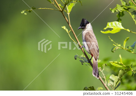 Image of bird on a branch on nature background. Image of bird on a branch on nature background. 31245406