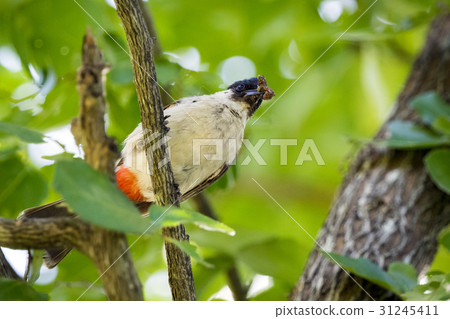 Image of bird on a branch on nature background. Image of bird on a branch on nature background. 31245411