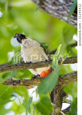 Image of bird on a branch on nature background. Image of bird on a branch on nature background. 31245412