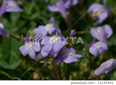 Up of purple rage 31245445