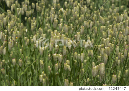 Odysseous grass filling up one piece of flower bed Odysseous grass filling up one piece of flower bed 31245447
