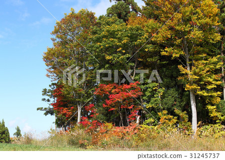 初秋的顏色 31245737