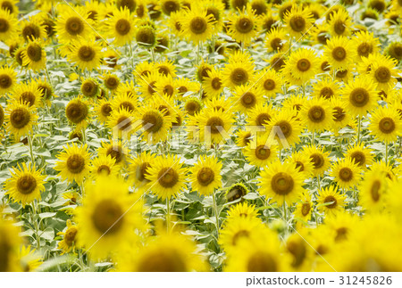 向日葵領域夏天圖像熱的夏天圖像背景背景材料 向日葵領域夏天圖像熱的夏天圖像背景背景材料 31245826