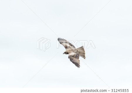 An image of a fish that aims at prey / Scenery of Hokkaido " An image of a fish that aims at prey / Scenery of Hokkaido " 31245855