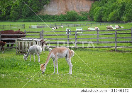北海道惠庭市Ecorin村的羊駝毛剃須 31246172