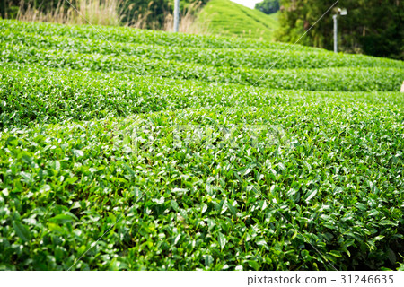 茶場宇治茶 茶場宇治茶 31246635