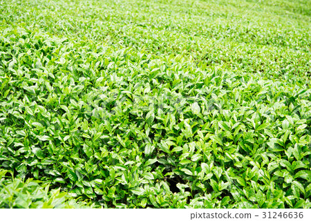 茶場宇治茶 茶場宇治茶 31246636