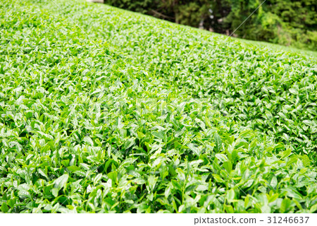 茶場宇治茶 茶場宇治茶 31246637