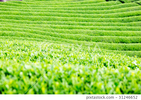 Tea Field Uji Tea 31246652