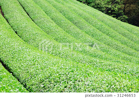 茶場宇治茶 茶場宇治茶 31246653