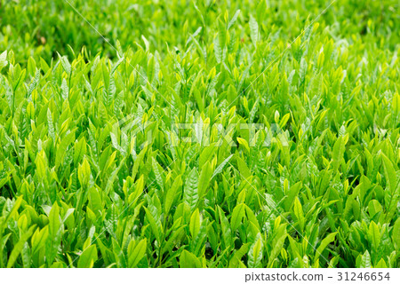 茶場宇治茶 茶場宇治茶 31246654