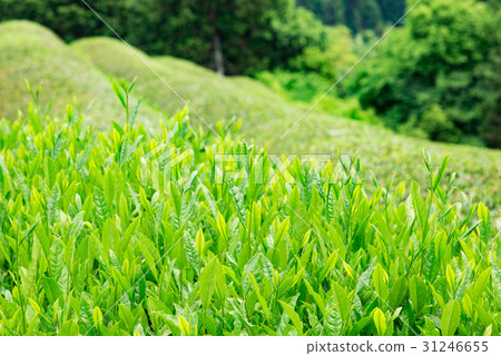 茶場宇治茶 茶場宇治茶 31246655