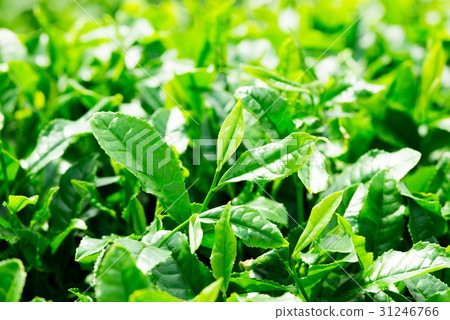 茶葉了 茶葉了 31246766