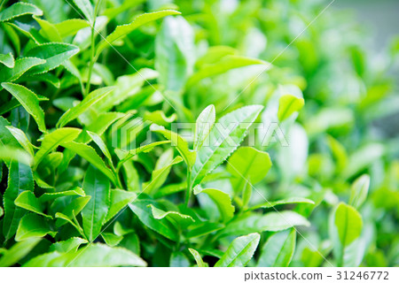 Tea leaves up Tea leaves up 31246772