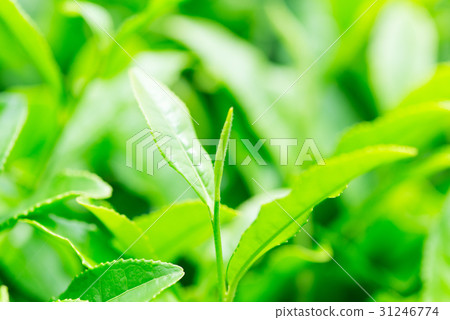 茶葉了 茶葉了 31246774