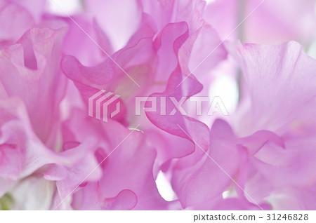 Sweetpea春天花 31246828