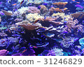 珊瑚礁海 31246829