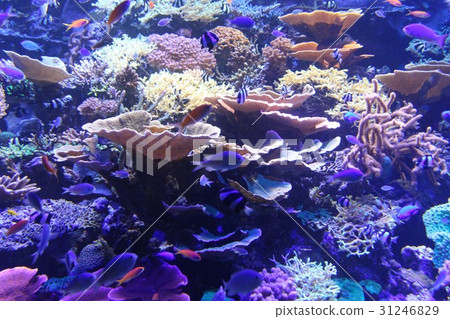 珊瑚礁海 31246829