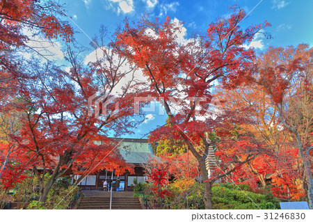 本莊大殿秋葉 31246830