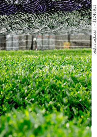 茶場冷醬 31246913