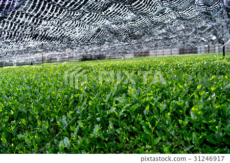 茶場冷醬 31246917