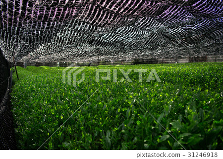 Tea Field Cold Sauce 31246918