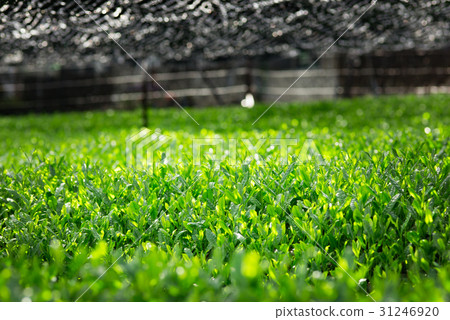 Tea Field Cold Sauce Tea Field Cold Sauce 31246920