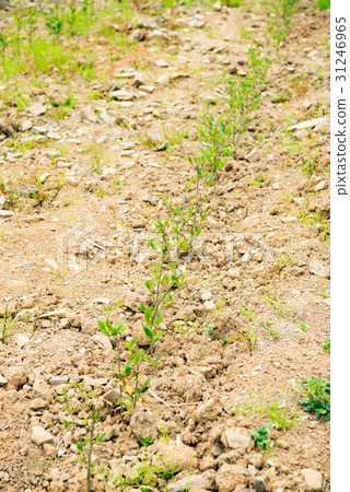 Tea plant seedlings 31246965
