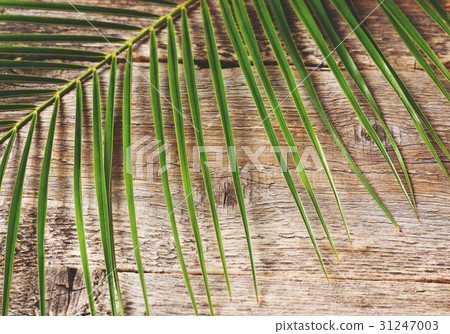 Leaf of a palm tree Leaf of a palm tree 31247003