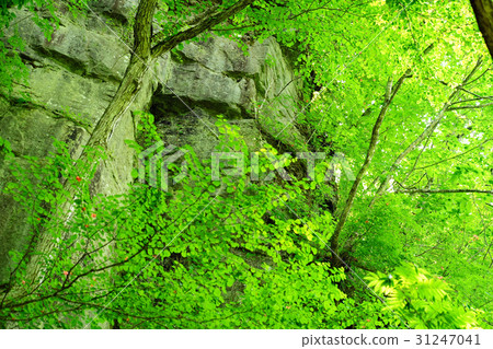 Oirase Stream Fresh green of Ma Gate Rock 31247041