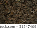 落葉 31247409