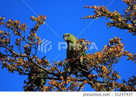 Austral Parakeet, Enicognathus Ferrugineus, on a 31247437