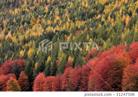 Indian Summer. Beautiful colored trees, forest 31247506