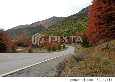 Indian Summer. Beautiful colored trees, forest 31247513