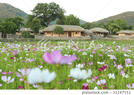 Traditional houses in the Korean age of Korea Traditional houses in the Korean age of Korea 31247551