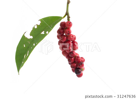 Antidesma thwaitesianum isolated on white  31247636