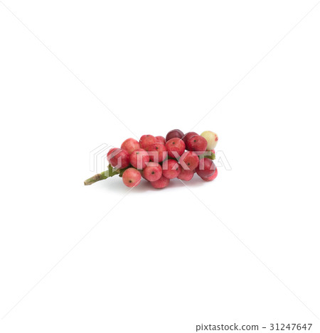 Antidesma thwaitesianum isolated on white  31247647
