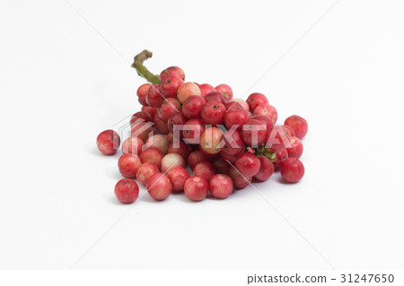 Antidesma thwaitesianum isolated on white Antidesma thwaitesianum isolated on white 31247650