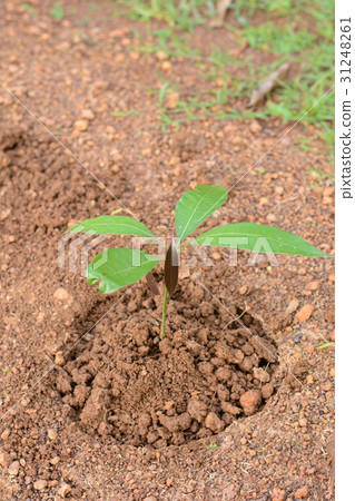 Young plant (mango tree) Young plant (mango tree) 31248261