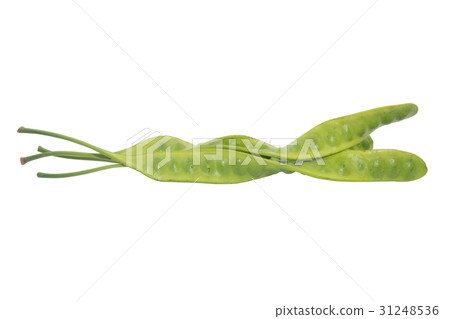 Bitter bean, Twisted cluster bean 31248536